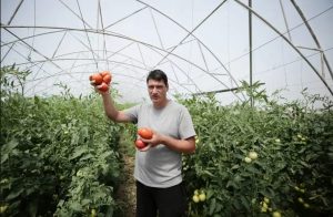 Apelul unui fermier din Olt: „Opriți importurile! Producem destule tomate să dăm și la alții!”
